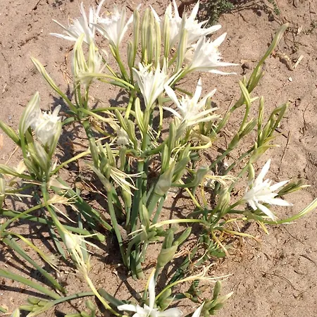 Sardinia Imagination - Lu Bagnu 150 M Dal Mare 아파트 *